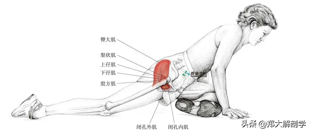 老年人蹲马步的正确方法,老年人膝盖疼蹲不下去怎么锻炼