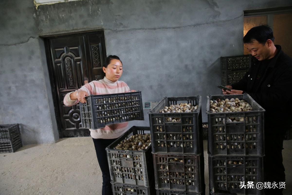 80后夫妻返乡养鹌鹑,开始在土坯房里养,如今的养殖场能养12万只