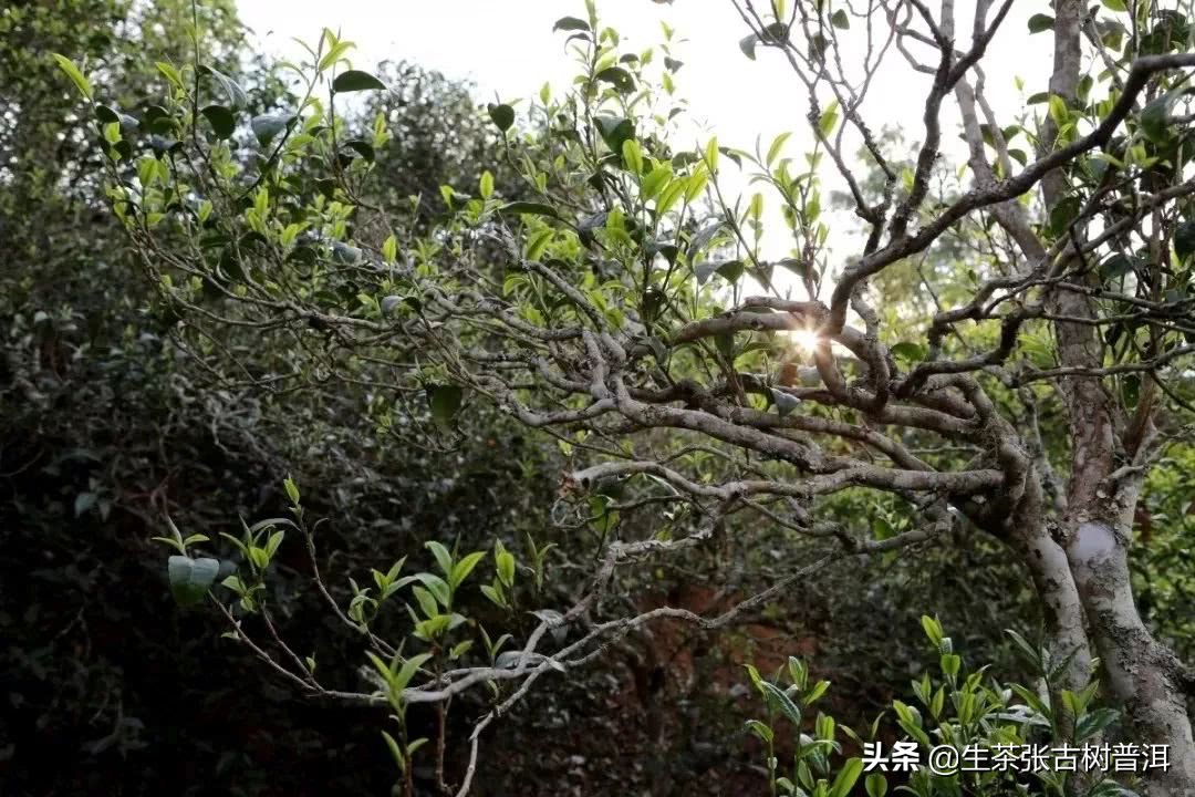 详述易武古树茶的几大亮点,告诉你茶友为什么喜欢喝?