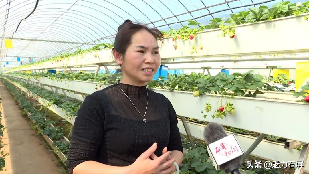 石屏坝心摘草莓,石屏草莓采摘园