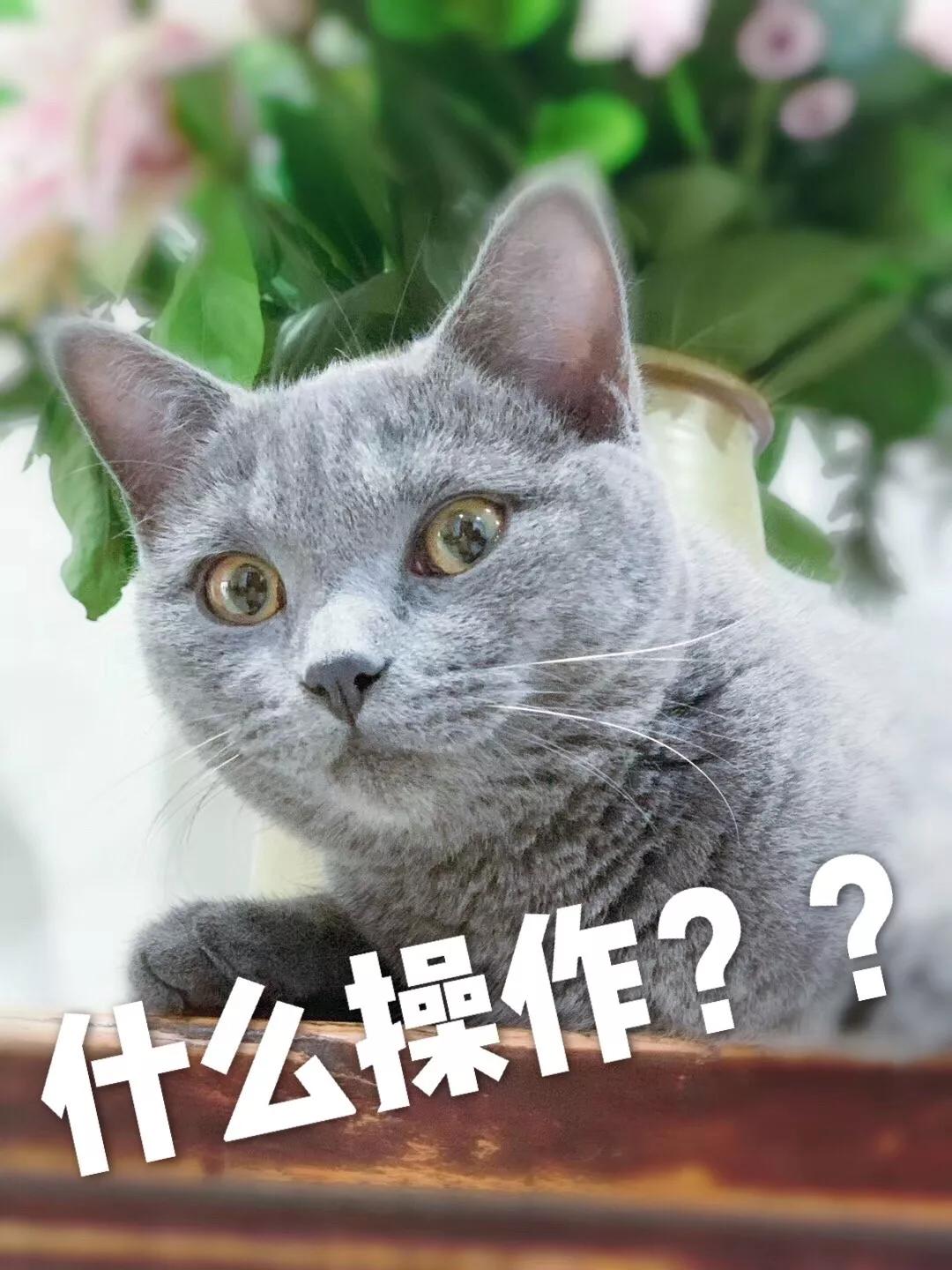 卖假奢侈品骗局,多人被骗十几万