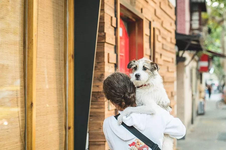 救流浪狗的真实记录,一外国人来中国救助流浪狗