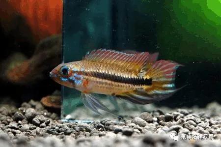 居间介绍买卖毒品怎么认定,居间介绍买卖外汇案例