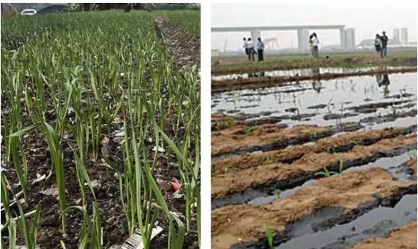 无土栽培技术视频免费,蔬菜无土栽培技术视频