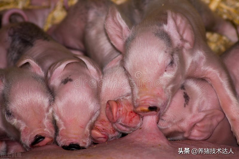 小猪拉稀用什么土方法治好,20斤小猪拉稀打庆大霉素多少剂量