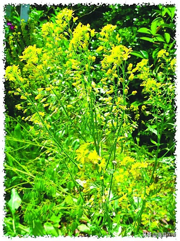 农村身边常见中草药不要错过这些宝贝！