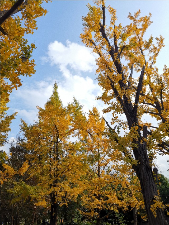 赏景听歌笑红尘,秋叶笑红尘赏析