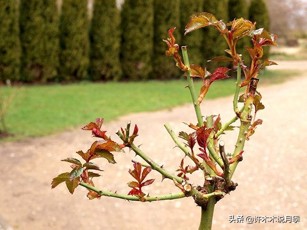 嫁接爬藤月季跟扦插的怎么区分 (蔷薇嫁接月季再扦插能不能生根)
