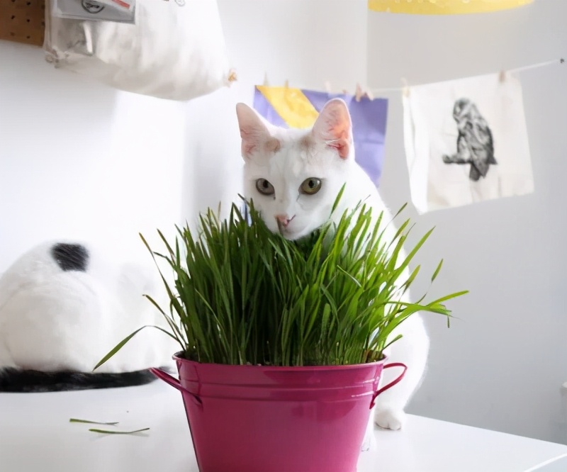 路边随便采野花,路边哪些草可以当猫草