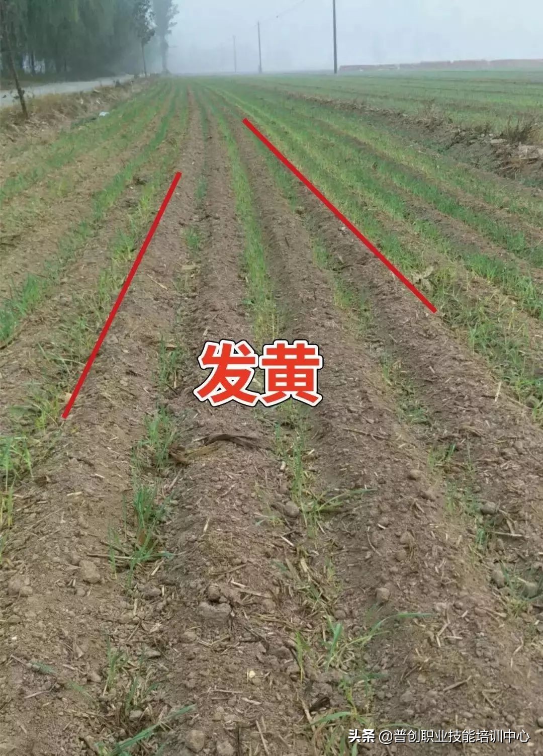 小麦种深了苗黄苗弱怎样补救管理,小麦旺苗冻害怎么补救