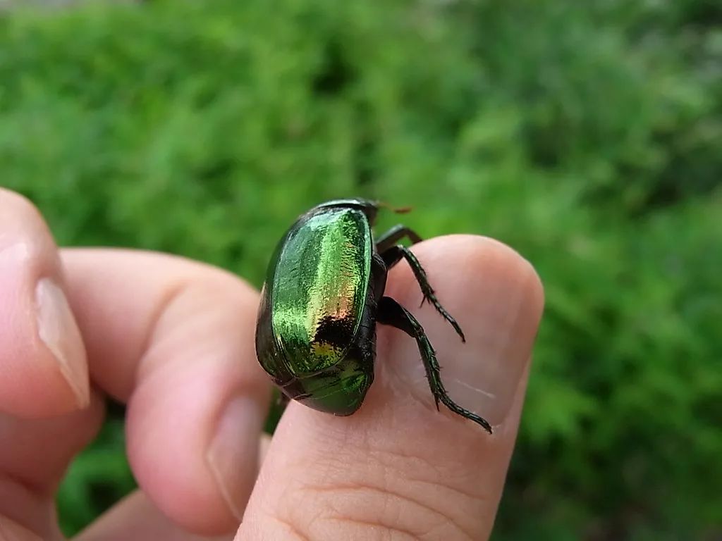 最贵的口红,居然是绿色的?