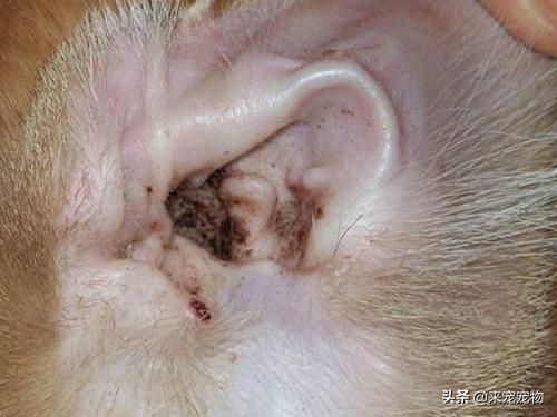 猫咪洗耳朵很不配合怎么办,生理盐水可以给猫咪洗耳朵吗