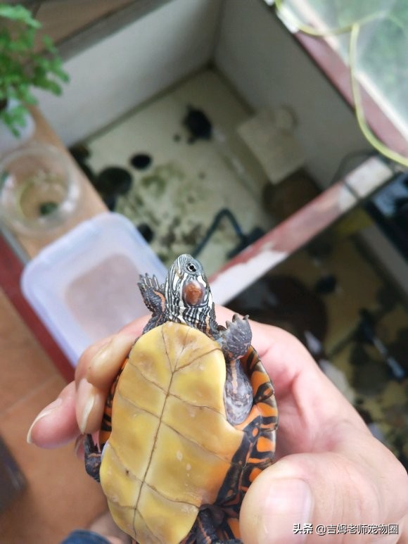 如何预防幼龟一般常见疾病,宠物龟常见疾病与治疗方法图片