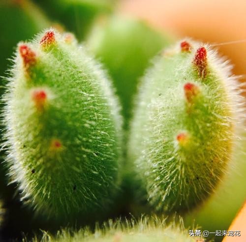 熊童子浇了水叶子干瘪怎么办,熊童子叶片干瘪变软怎么回事