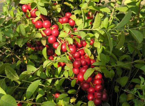 含钙高的钙果有哪些,野生高钙果营养