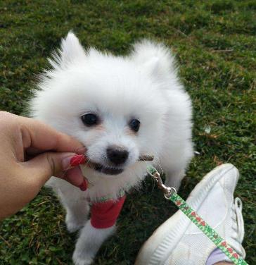 养博美犬需要注意的几个事项,养博美犬应该注意什么