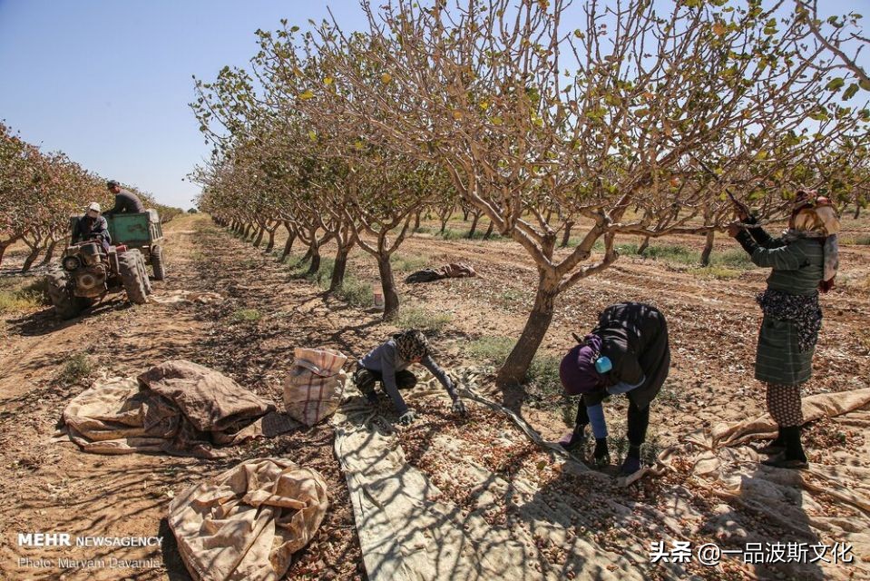 伊朗开心果脆,伊朗特产水果干果