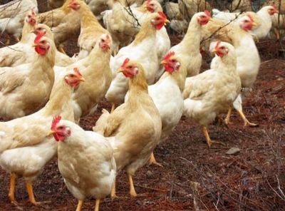 心包积液有药物预防吗,心包积液需要抗生素还是抗病毒