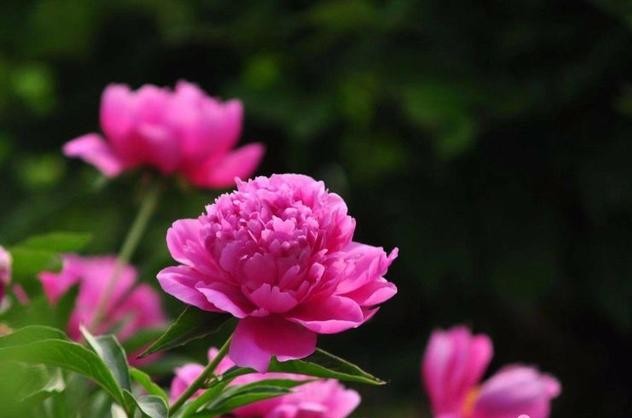 芍药花开季节花香四溢,芍药花开鸟语花香