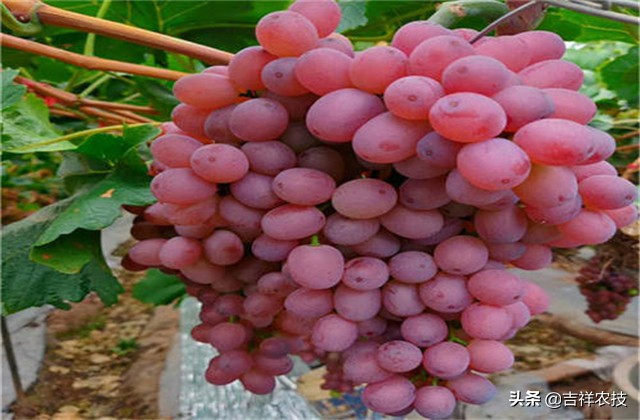 红提温室葡萄栽培技术视频,平架红提葡萄栽培技术