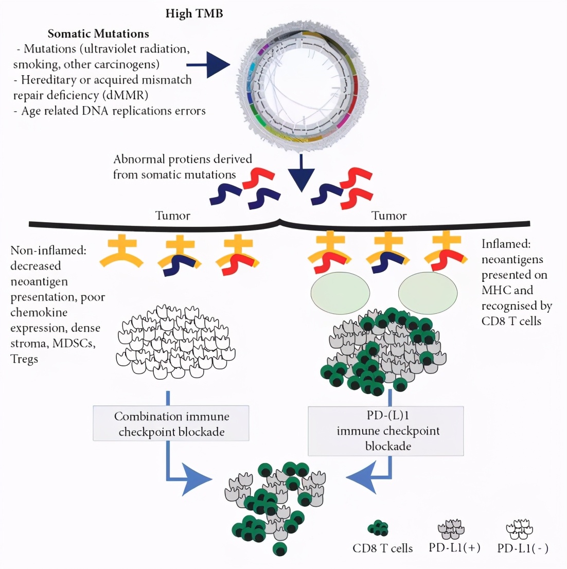 肿瘤突变负荷(TMB)能预测联合免疫治疗的疗效吗?|脑海Yeah