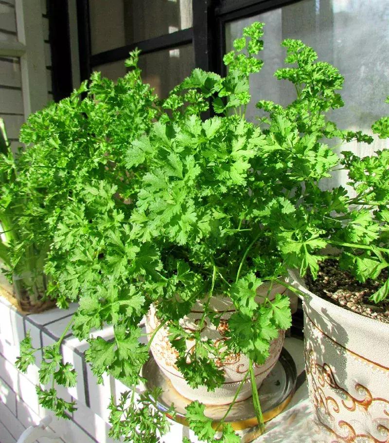 小众且美味的蔬菜,惊艳爽口的蔬菜