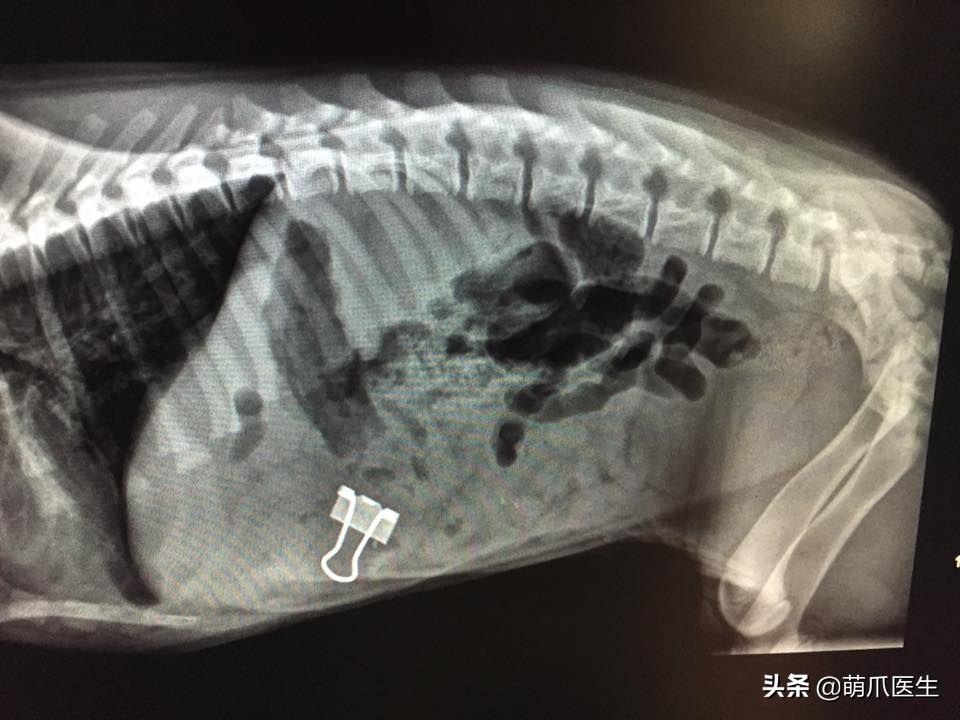 x光猫爪辟谣,猫爪x光是真的吗