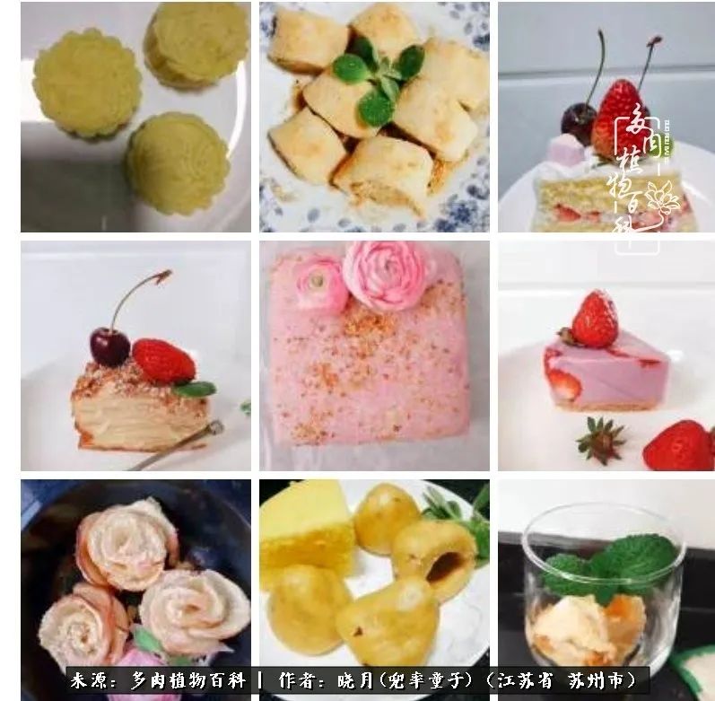 六年时间环游22个国家，却被多肉小萌物征服