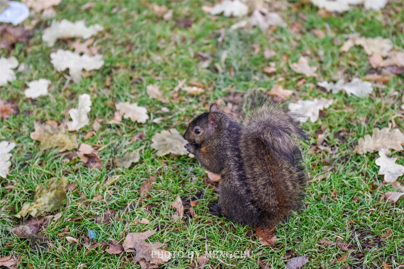 加拿大多伦多好看的大学,多伦多有哪些著名的大学