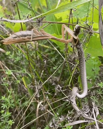 不可忽视小人物,不要忽视微小的力量的名句