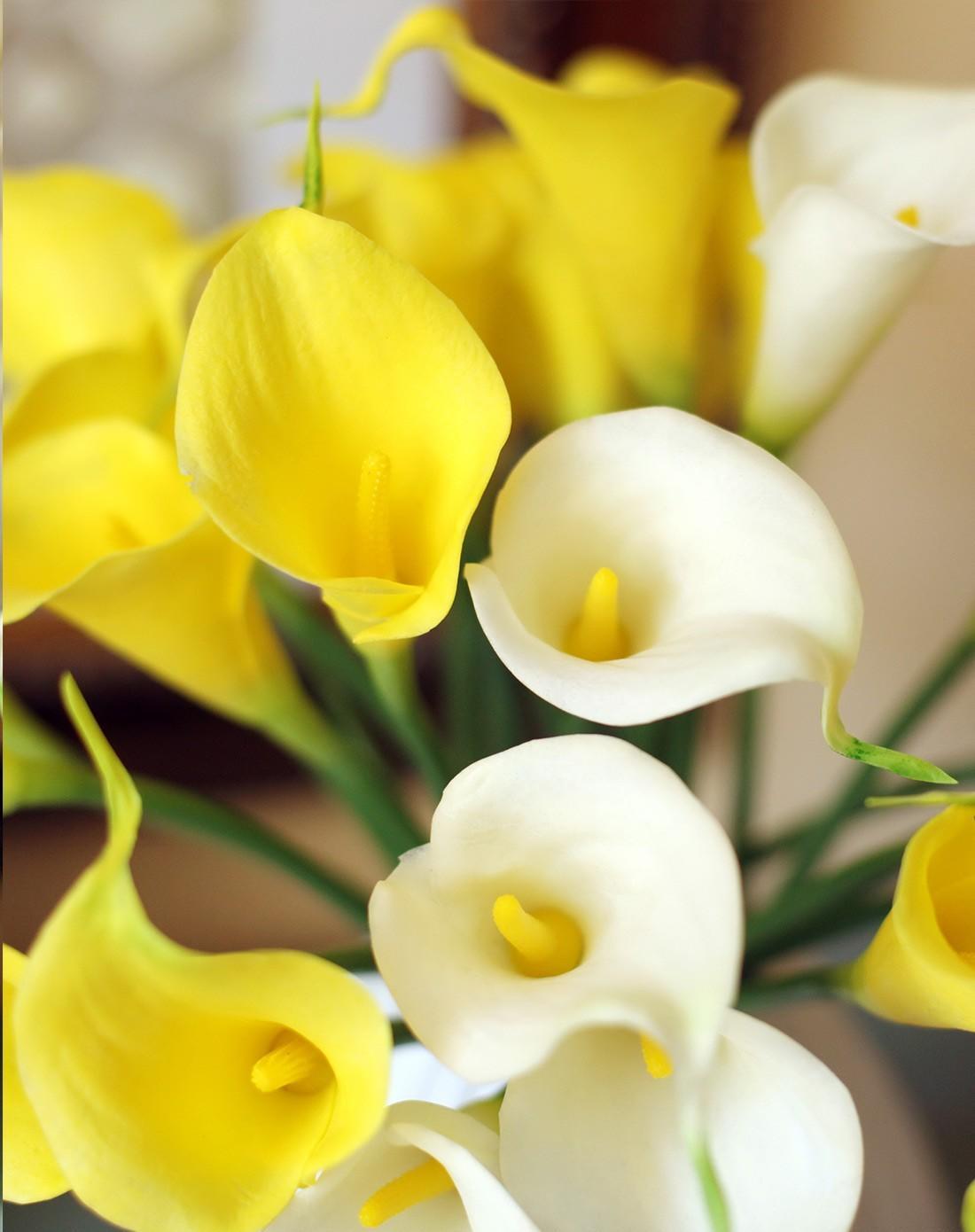 马蹄莲怎么养殖,彩色马蹄莲秋天的养殖和护理