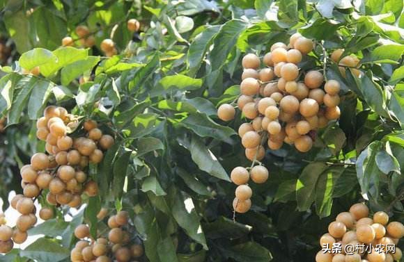 黄皮什么人不适合吃,黄皮的生长条件