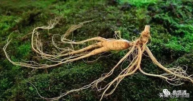 人参的护肤功效图解,人参的美容功效