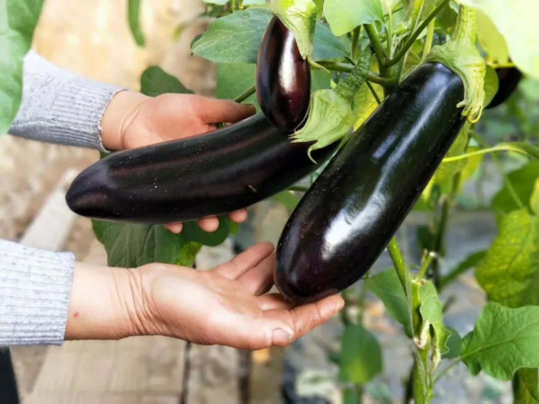 寿光这种“垃圾”火大了!它让纪台吕一村的全体菜农如获至宝