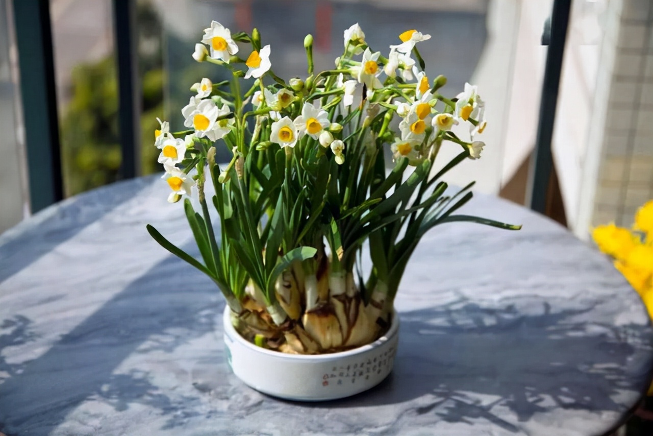 10月以后养什么花,这几种花省心省力养花新手看过来