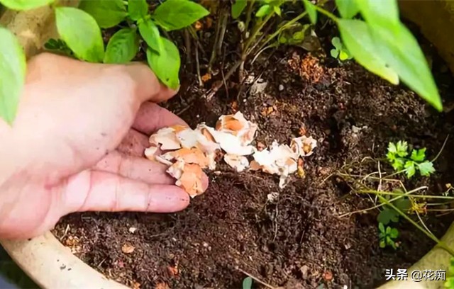 废弃鸡蛋壳的利用价值,鸡蛋壳变废为宝肥料