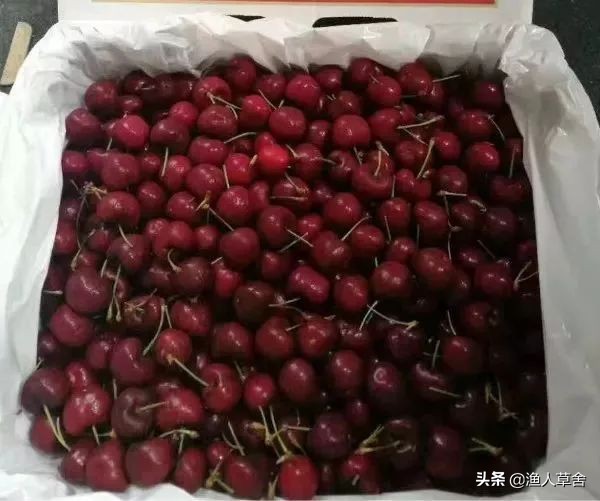 各国cherry车厘子品种，与我国大樱桃有哪些不同