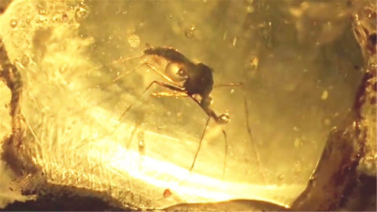 蚊子是益虫吗,蚊子是害虫为什么不把它灭绝