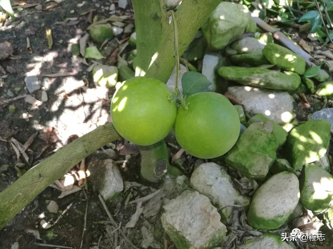 老伙，你的橙子离你更近了……｜粒志