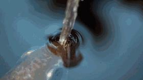 越来越稀奇的淡水鱼,最色彩多姿的淡水鱼