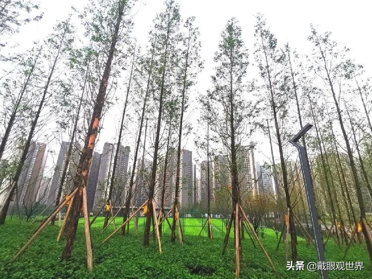 溉澜溪体育公园现在还有花吗,重庆溉澜溪体育公园足球场