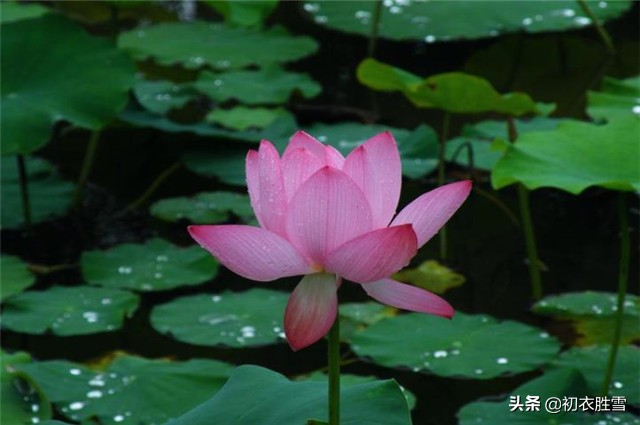 关于荷叶的三首古诗,关于荷叶荷花的古诗有哪些