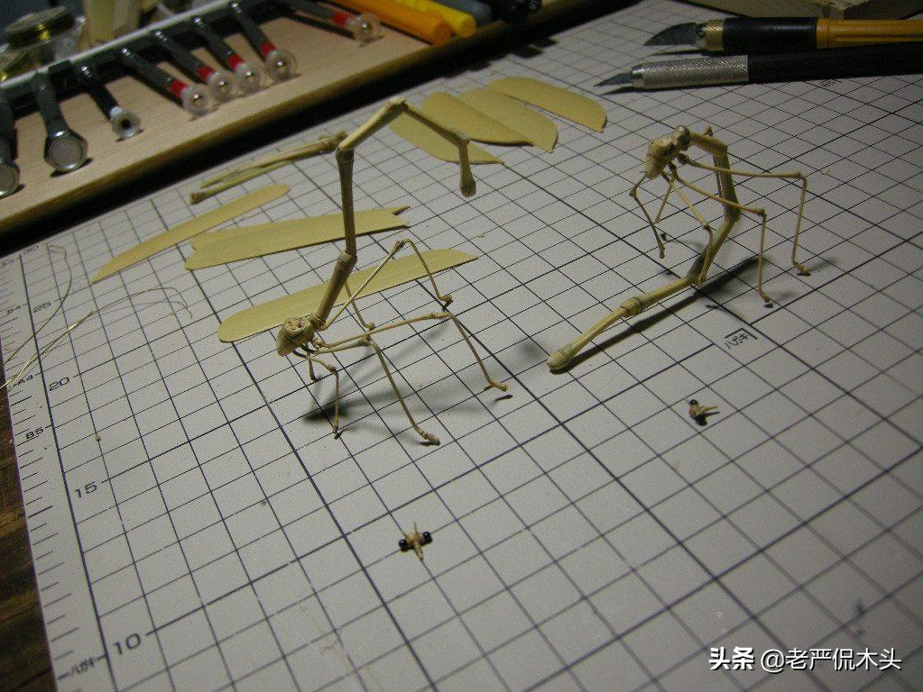 昆虫标本树脂竹节虫,昆虫标本制作竹节虫