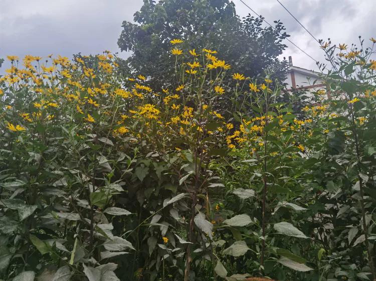 贵州蓬莱仙界旅游攻略,白云区蓬莱仙界景点介绍