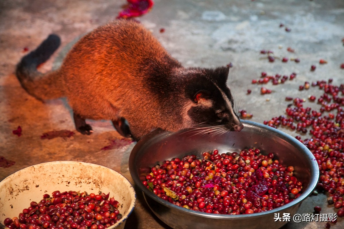 世界春城排行榜云南独占6城,云南世界第一春城