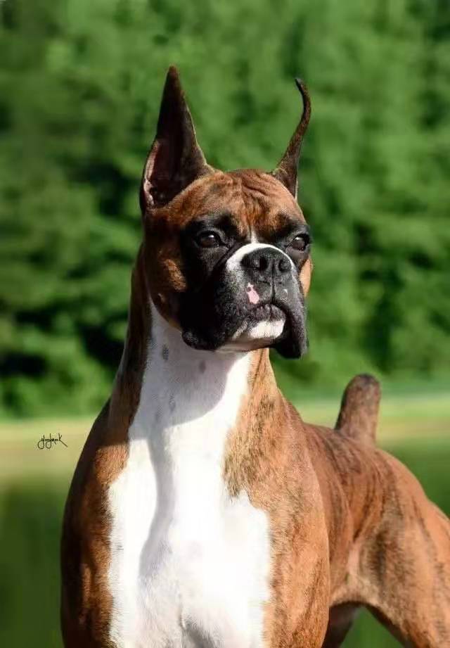 拳师犬对比杜宾犬,杜宾犬和拳师犬哪个好