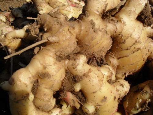 生姜盆栽多长时间长出新姜,生姜自己在家栽种