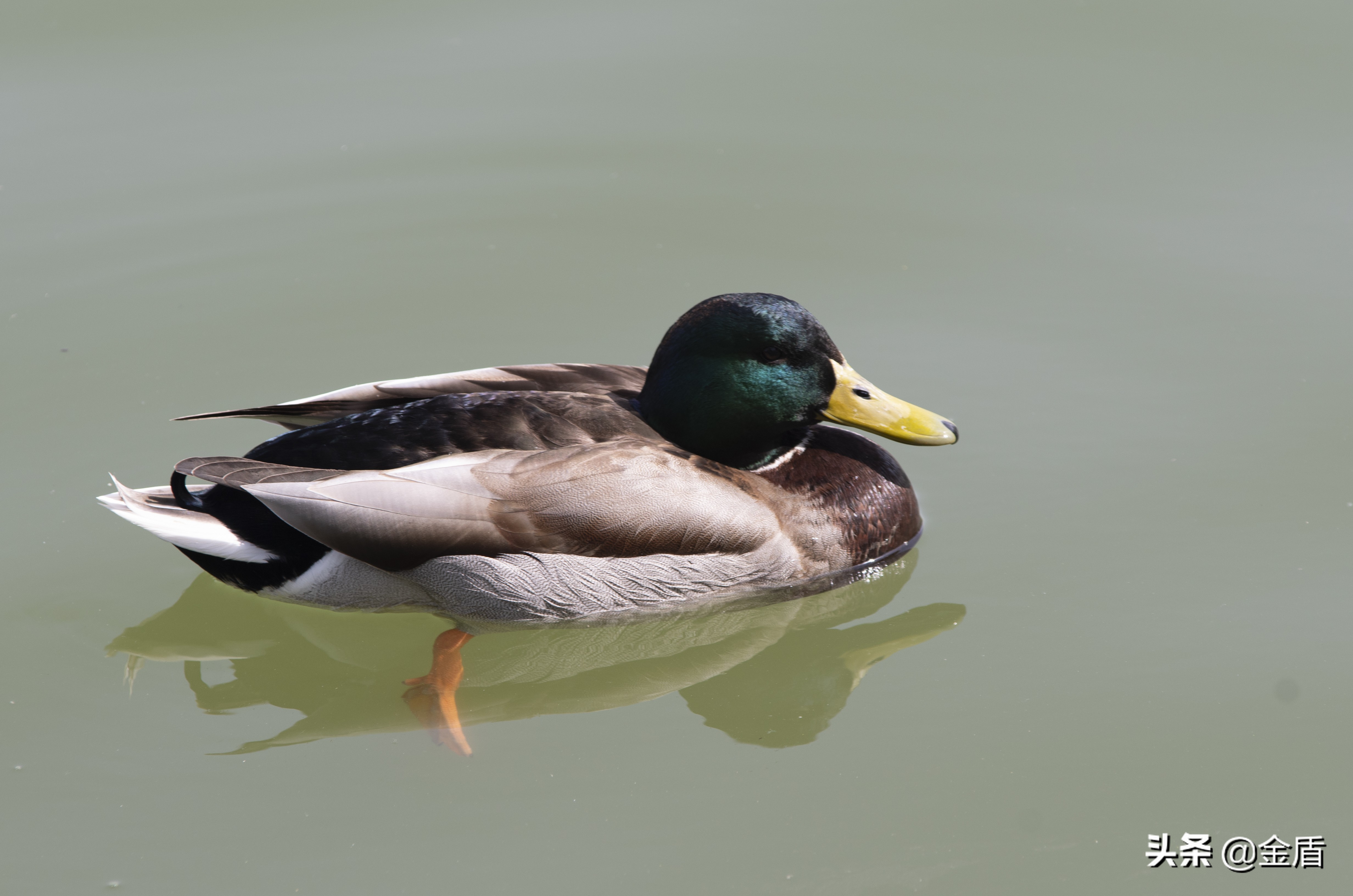 鸭子自由自在的玩耍,鸭子们在雨中嬉戏用英语怎么说