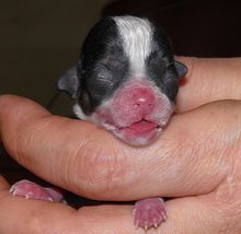 吉娃娃属于小型犬,但它的饲养方式跟其他小型犬一样吗?