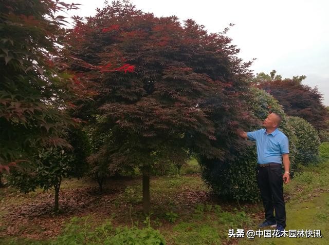 成都园林绿化苗木价格信息,温江园林绿化苗木报价